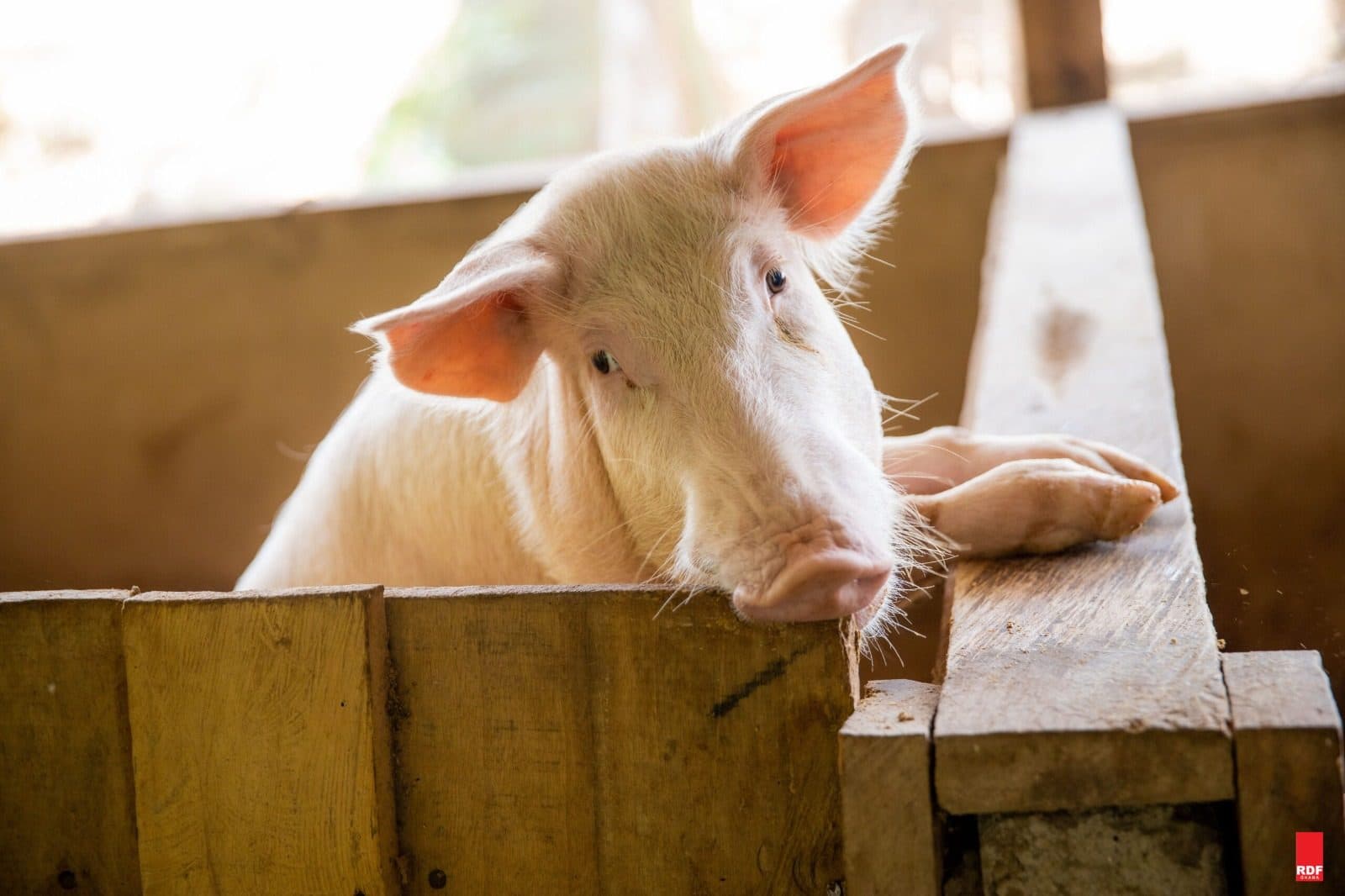 RDF Ghana field activity