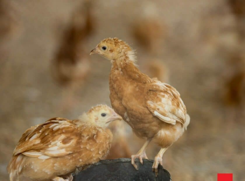 RDF Ghana field activity