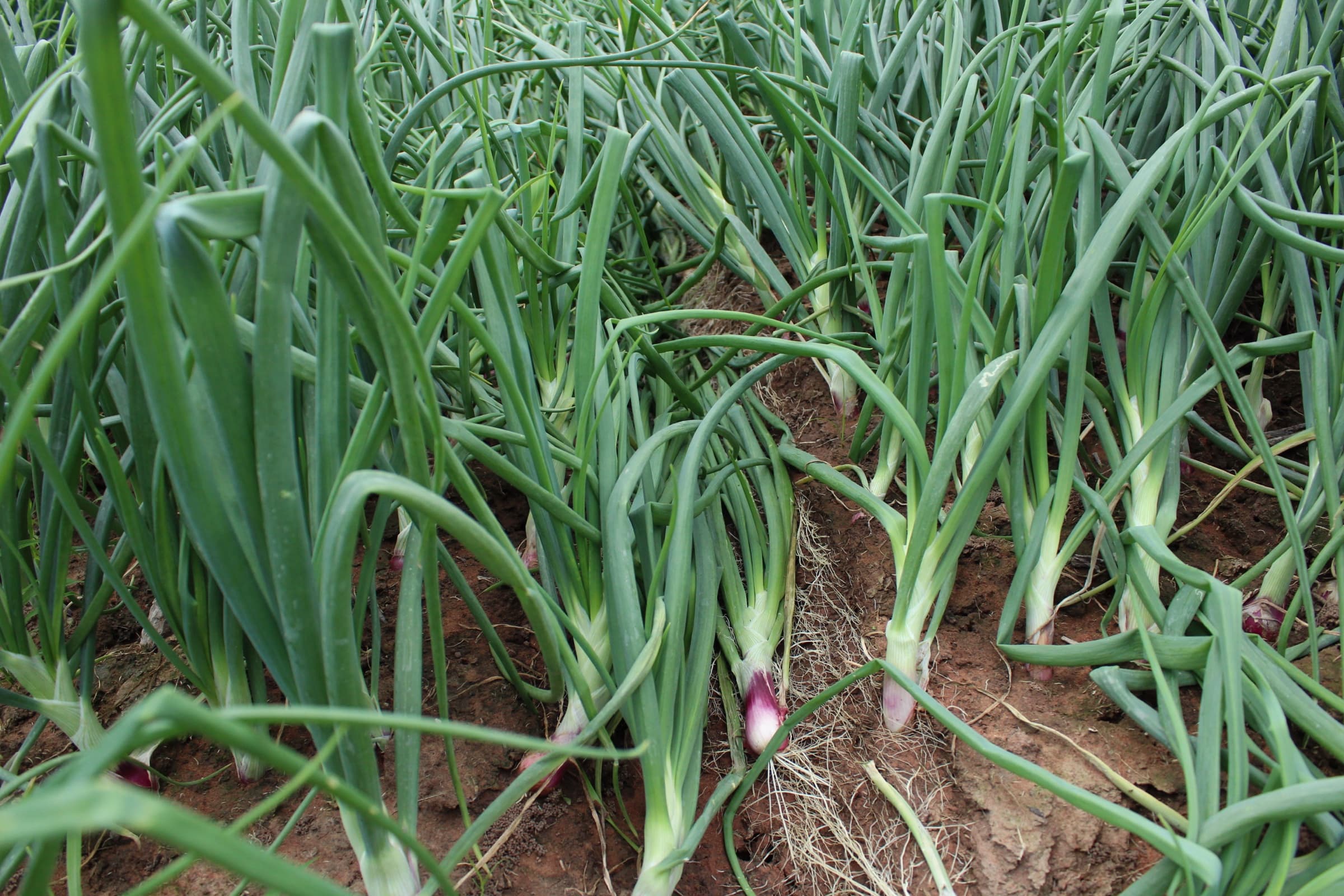 RDF Ghana impact activity