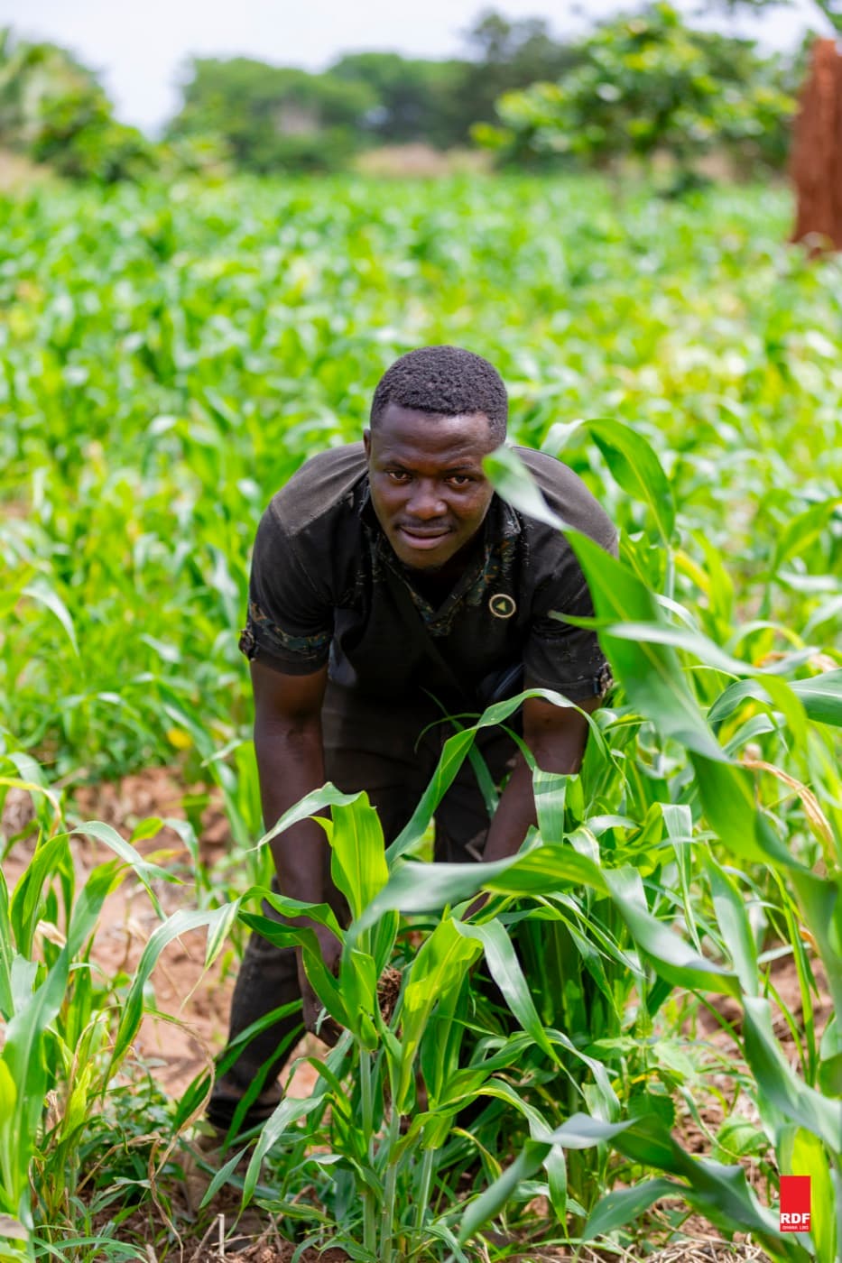 A farmer tending his maize crop — RDF Ghana field visit