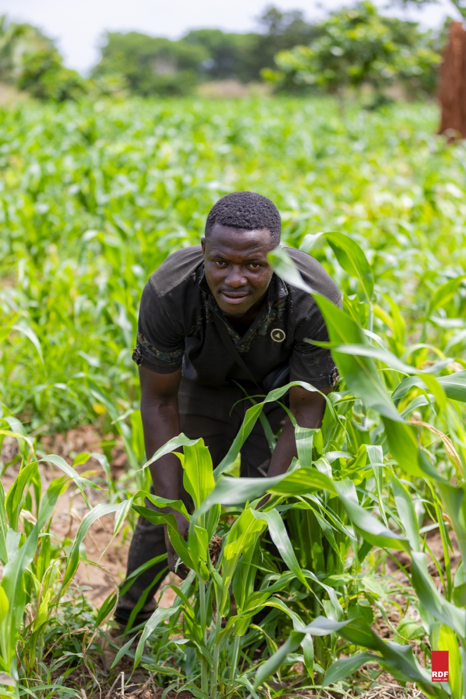 A farmer tending his maize crop — RDF Ghana field visit
